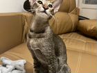 Ориентальный котенок Ориентальная объявление продам
