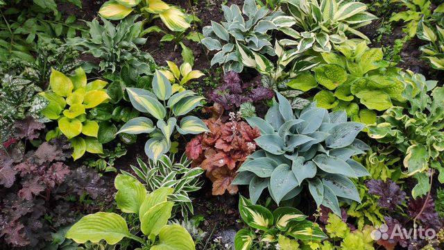 Хосты сортовые, редкие сорта хост. Гейхеры