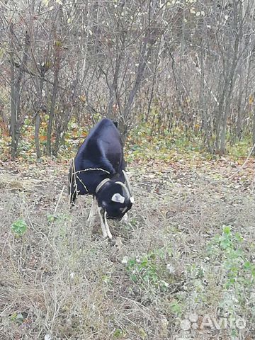 Нубийский козлик