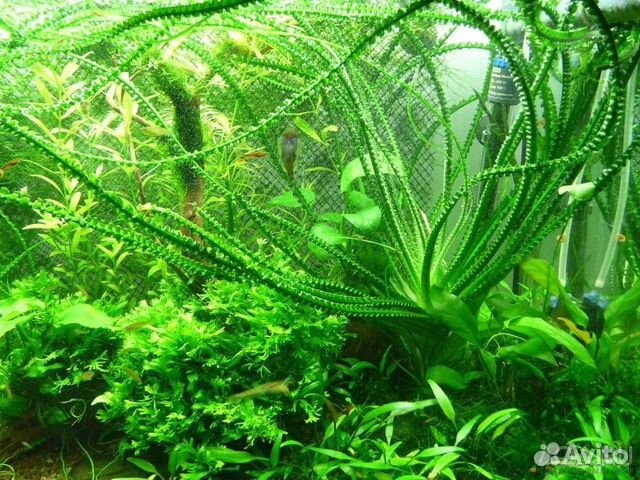 Кринум волнистый