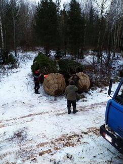 Ель обыкновенная живая изгородь