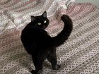 Селкирк-рекс кошка шоколадная с родословной