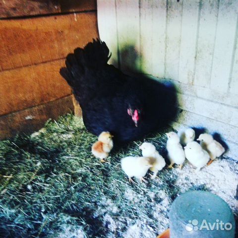 Петухи, молодняк