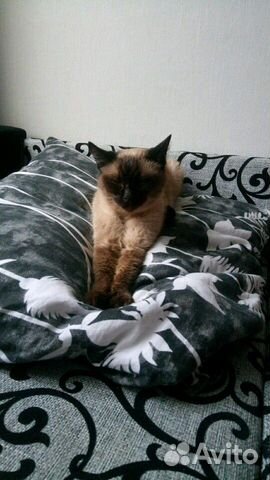 Передержка котов кошек