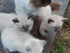 Котёнок от кошки породы Невская маскарадная