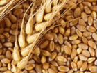 Пшеница, ячмень объявление продам