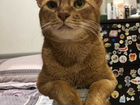 Абиссинский кот для вязки объявление продам