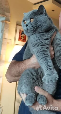 Вязка за котенка