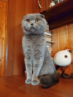 Передержка животных Коммунар Павловск Гатчина