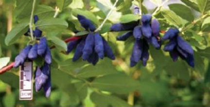 Черенки, саженцы