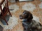 Собака спаниель русская охотничья объявление продам