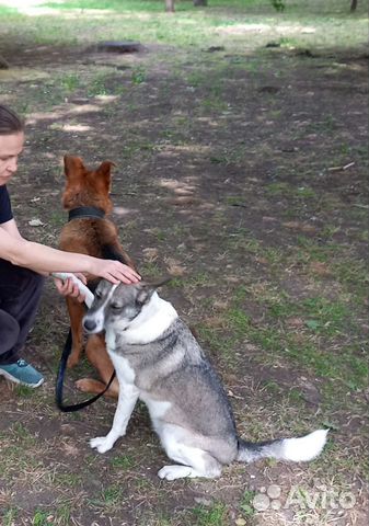 Кинолог, Зоопсихолог, дрессировка и воспитание