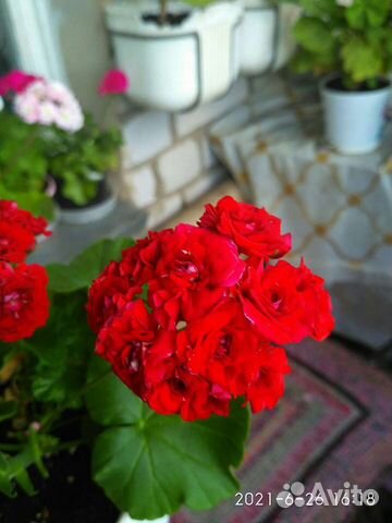 Пеларгония герань