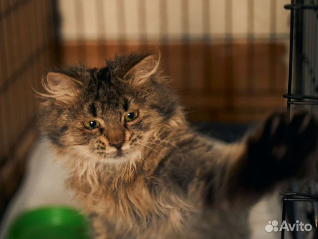 Пёстрая кошечка 1 год