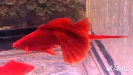 Аквариумные растения, корм