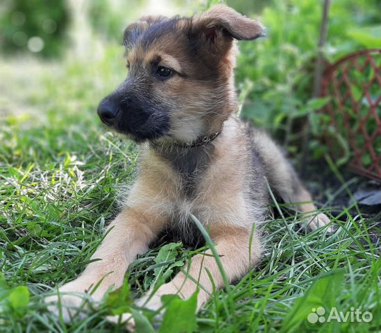 Щенок в заботливые руки