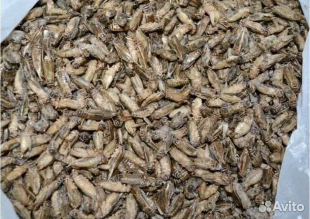 Замороженные сверчки