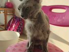 Вязка кошки- сфинкс бесплатно объявление продам