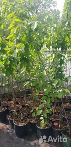 Саженцы плодовых и ягодных из питомника