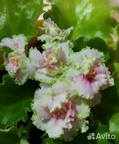 Фиалка Мерелин