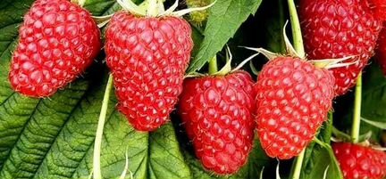 Малина Полана саженцы