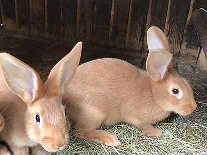 Анжеро- судженск. Авито анжеро-судженск объявления животные. Телятники молодняка крс. Авито анжеро судженск сельхоз животные. Животные.