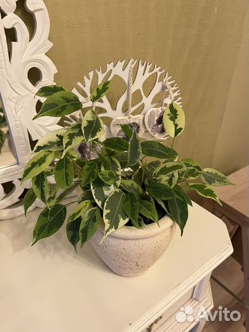 Фикус бенджамина