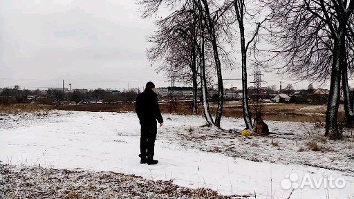 Передержка.Дрессировка собак любой породы