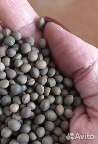 Вика горох овес гречиха соя пшеница