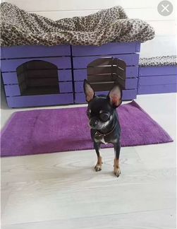 Передержка собак