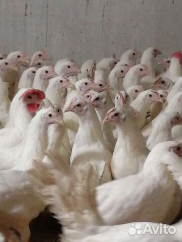 Куры молодки, несушки