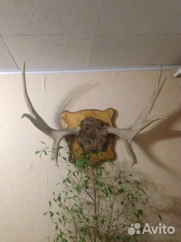 Продам рога изюбра и рога Лося