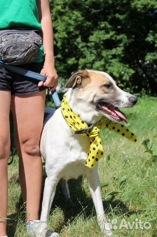 Скарлетт-дружелюбная, мололая собачка ищет дом