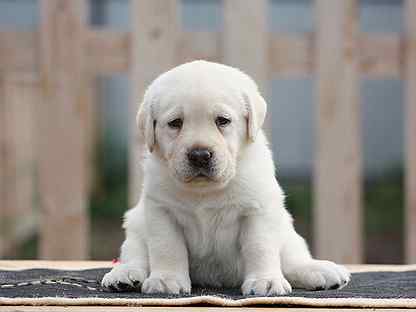 Щенок голден ретривер. День золотистого ретривера 3 февраля. Ретривер тула. Лабрадор авито. Золотистый ретривер подросток.