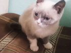 Кошка в дар помесь сиамская объявление продам
