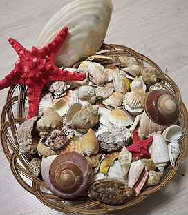 Балтийская макома. Bulinus моллюск. Моллюска брянск. Поднос для устриц. Двустворчатые моллюски перловица.