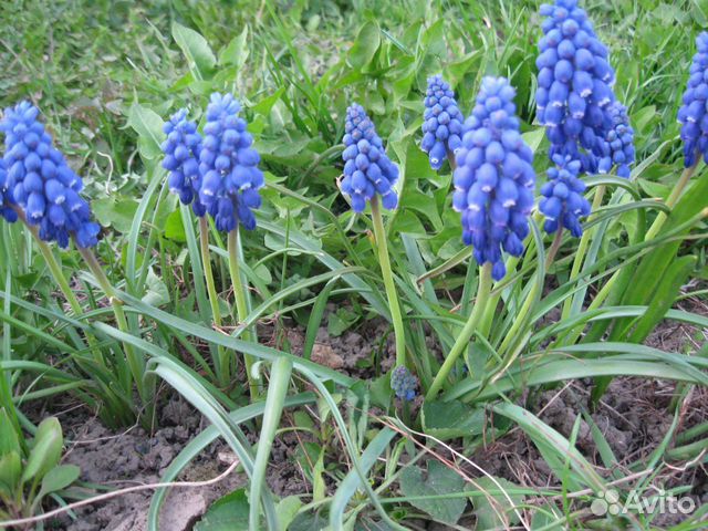 Мускари, герань, ромашка, лихнис, василек,тюльпаны