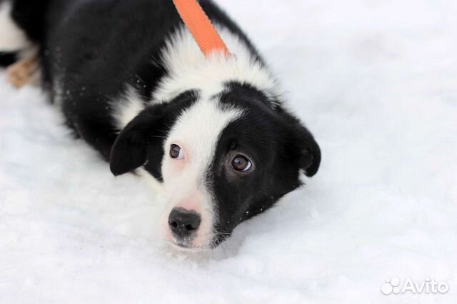 Щенок Девочка 5 мес