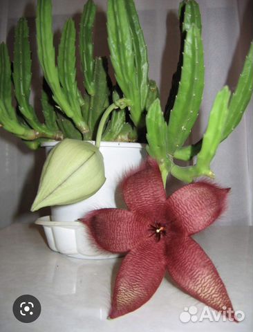 Кактусы и суккуленты, клеродендрум