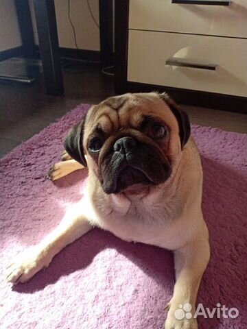 Догситтер Выгул Передержка собак зооняня