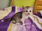 Котята 1 месяц от кошки полубританки объявление продам