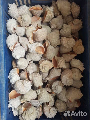 Ракушка рапана