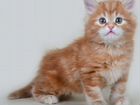 Британские котята редкого окраса объявление продам