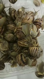 Улитки и ракушки, гребешки, рапаны