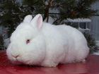 Новозеландские Белые Кролики (нзб)