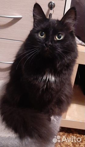 Кошка фенотип шантильи тиффани в дар