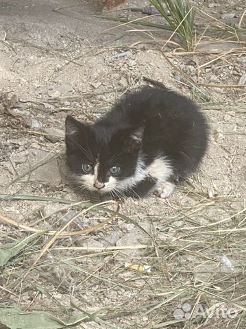 Котёнок крошечный на улице