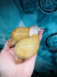 Улитки ахатины, тараканы, чайный гриб