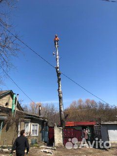 Спил и обрезка деревьев