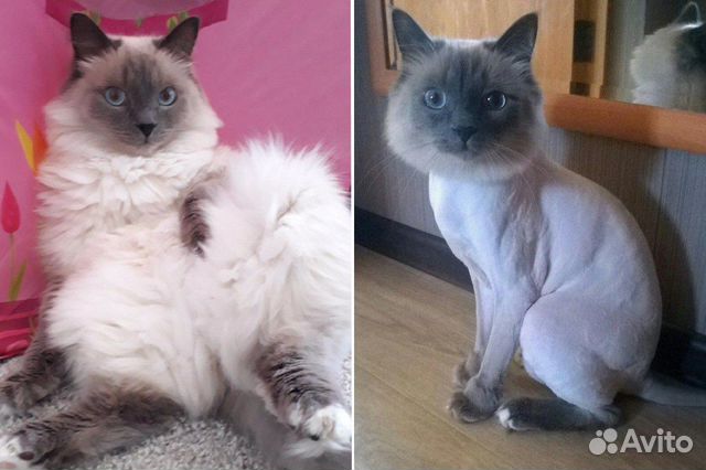 Грумер выезд на дом